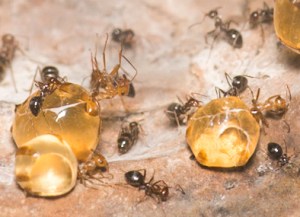 Honeypot ants Honeypot ants
