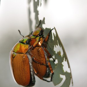 Christmas Beetles Christmas Beetles