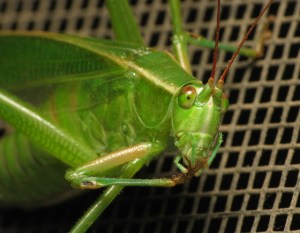 Katydid Katydid