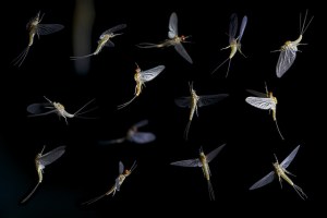 Mayflies Mayflies