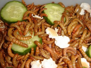 Mealworms Mealworms