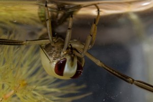 Water Boatman Water Boatman